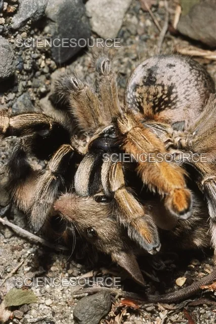 17471 tarantula spider mouse capture