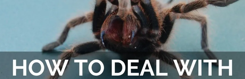 /img/17472-tarantula-habitat.webp