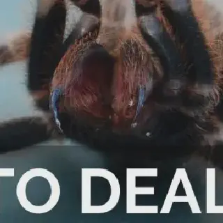 /img/17472-tarantula-habitat.webp