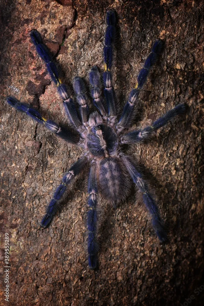 17473 mexican redknee