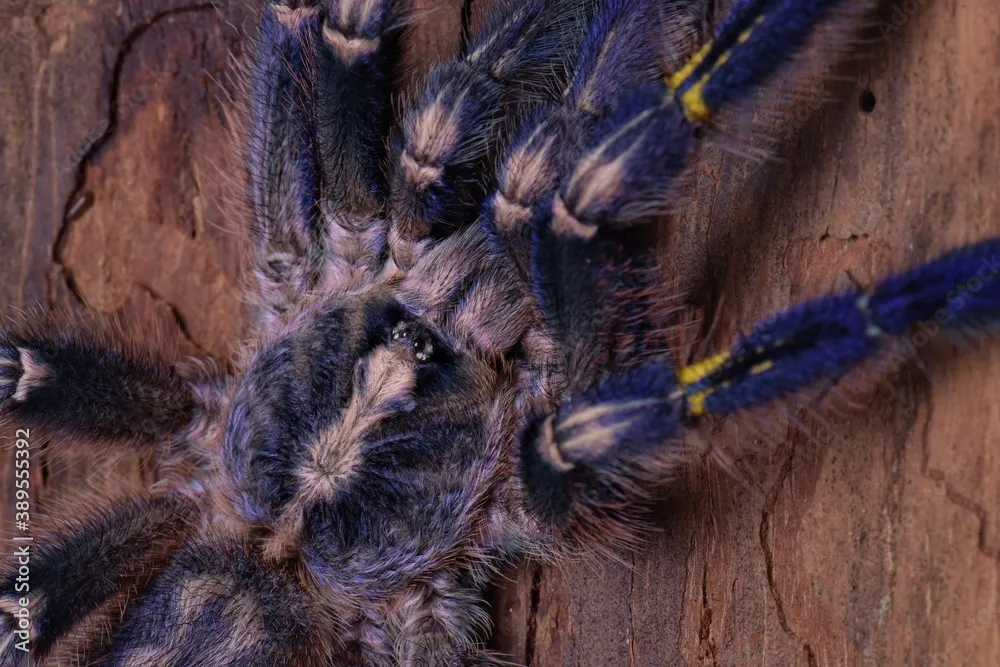 /img/17473-pinktoe-tarantula.webp