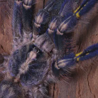 /img/17473-pinktoe-tarantula.webp