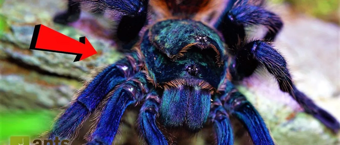 17473 tarantula color
