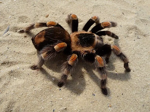 17474 tarantula defending