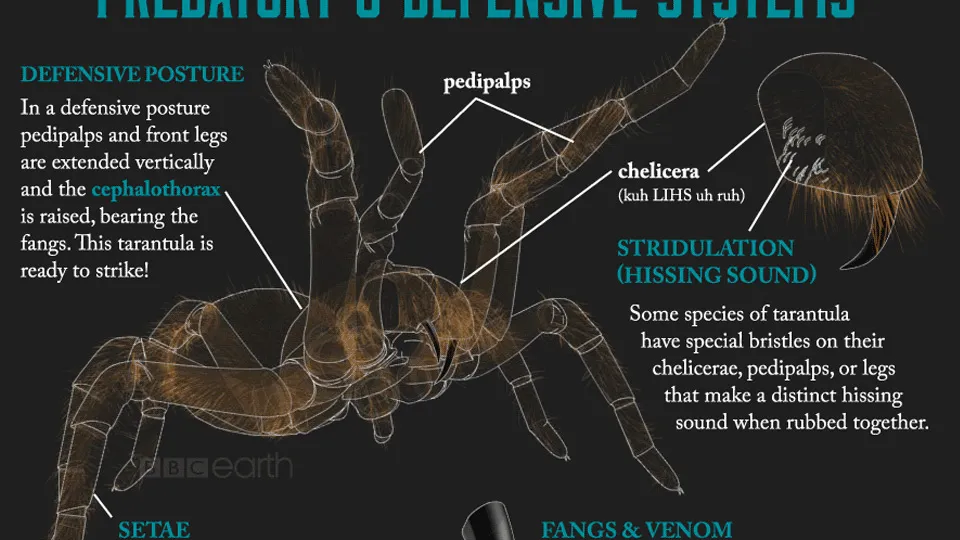 17474 tarantula eating