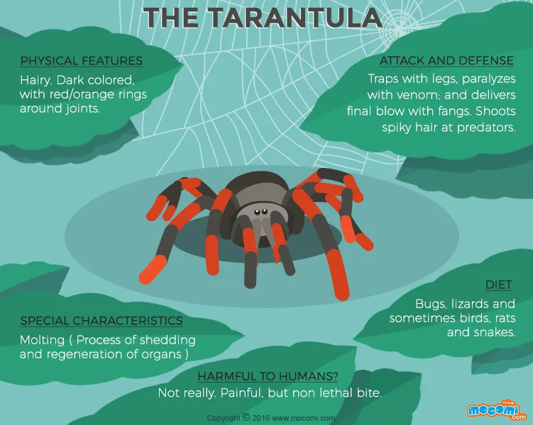 17474 tarantula environment