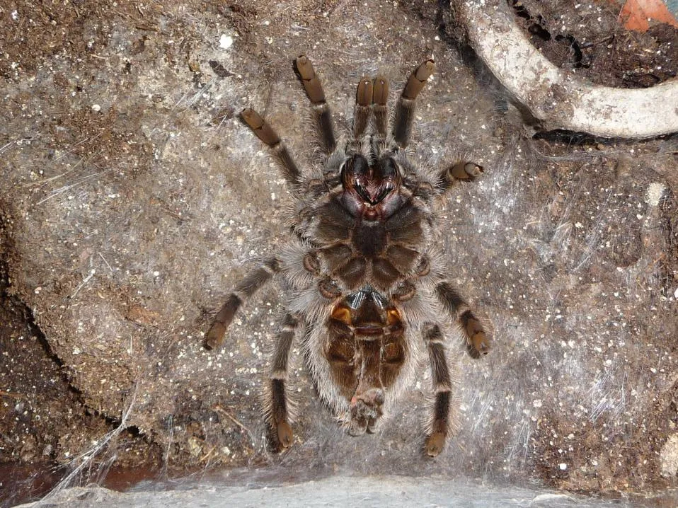 17474 tarantula silk