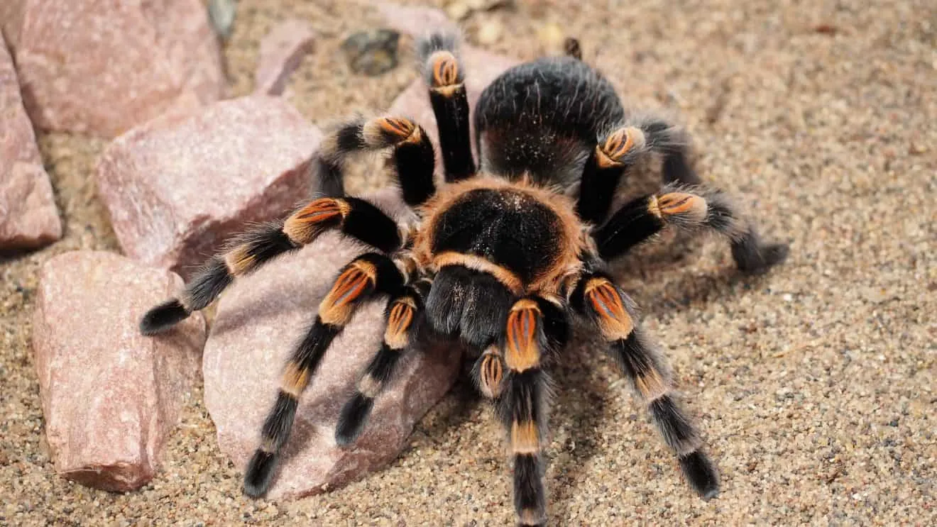 /img/17474-tarantula-threats.webp