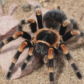 /img/17474-tarantula-threats.webp