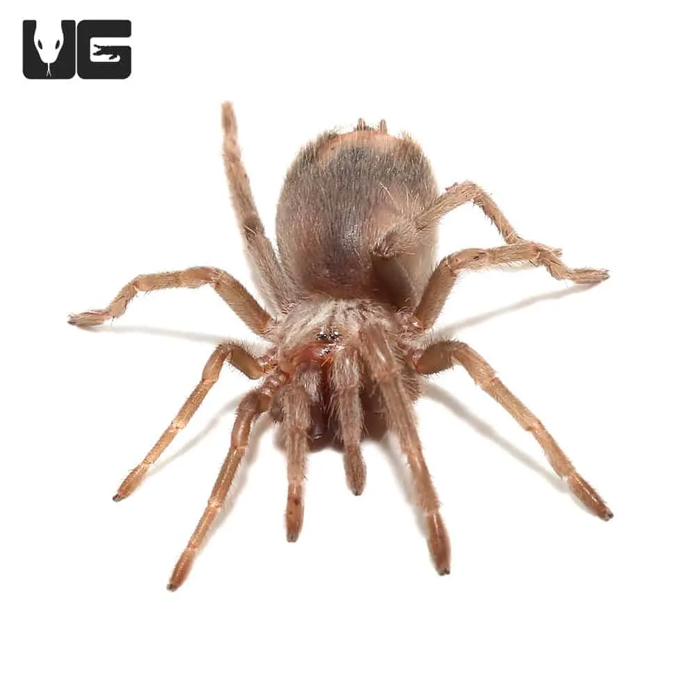 /img/17475-pink-salmon-tarantula-availability.webp