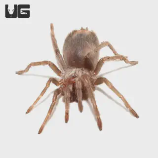 /img/17475-pink-salmon-tarantula-availability.webp