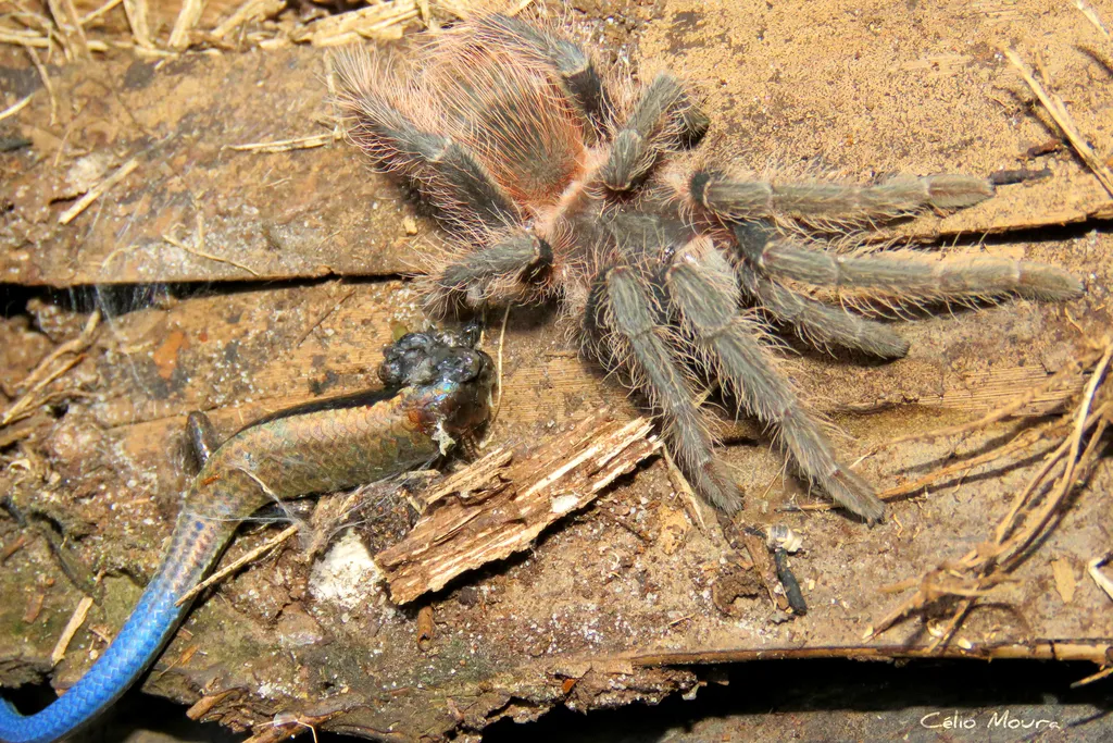 17475 pink salmon tarantula enclosure