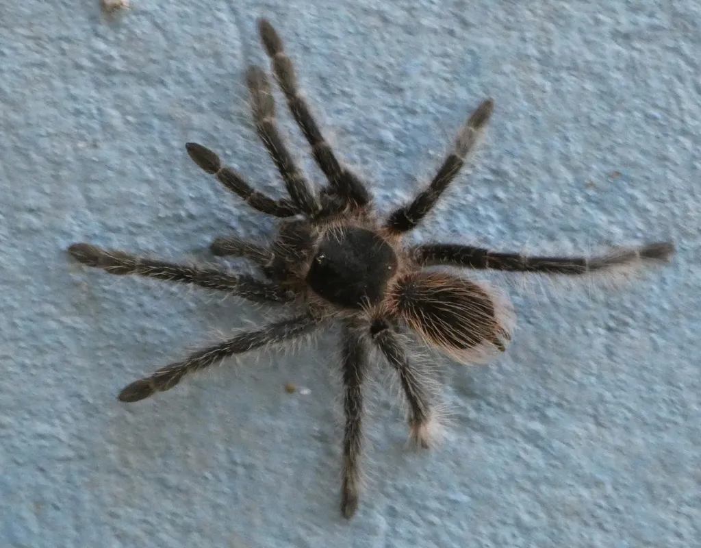 17475 pink salmon tarantula feeding
