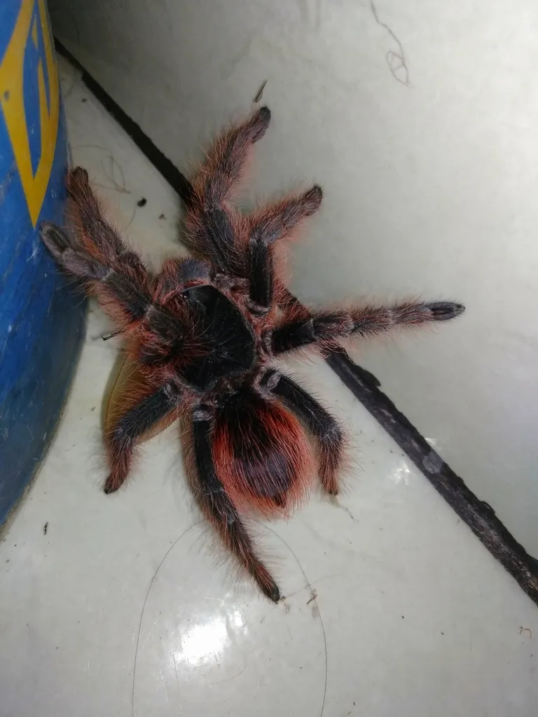 17475 pink salmon tarantula habitat