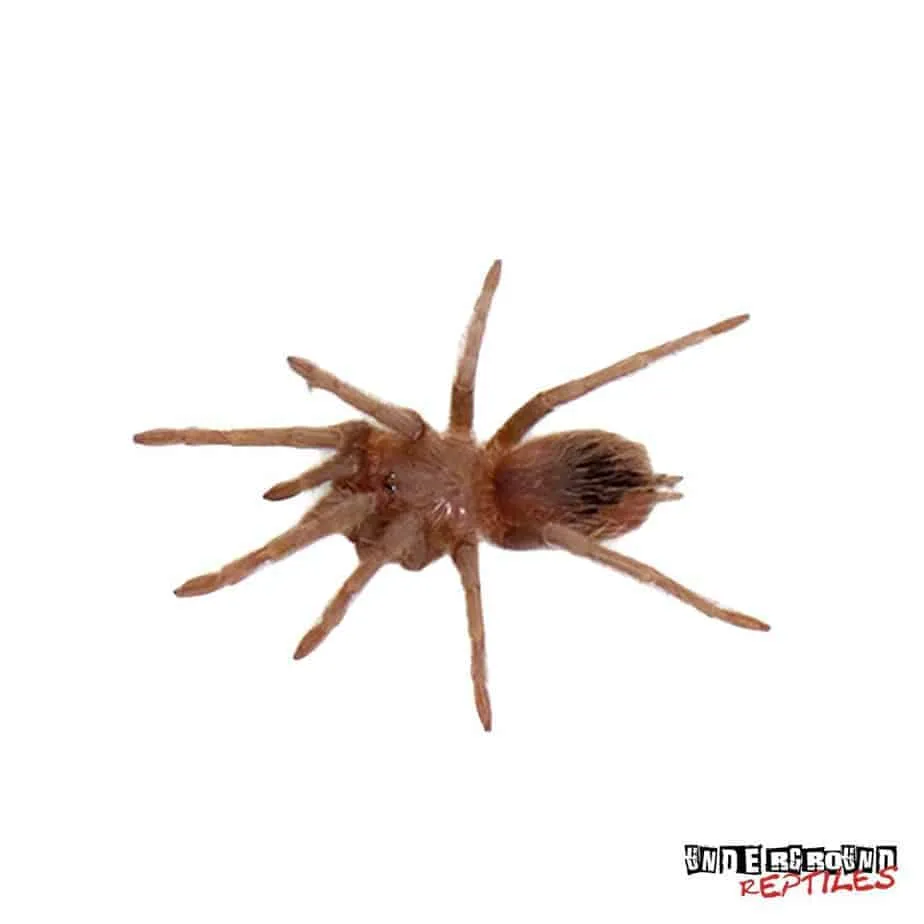 17475 pink salmon tarantula handling