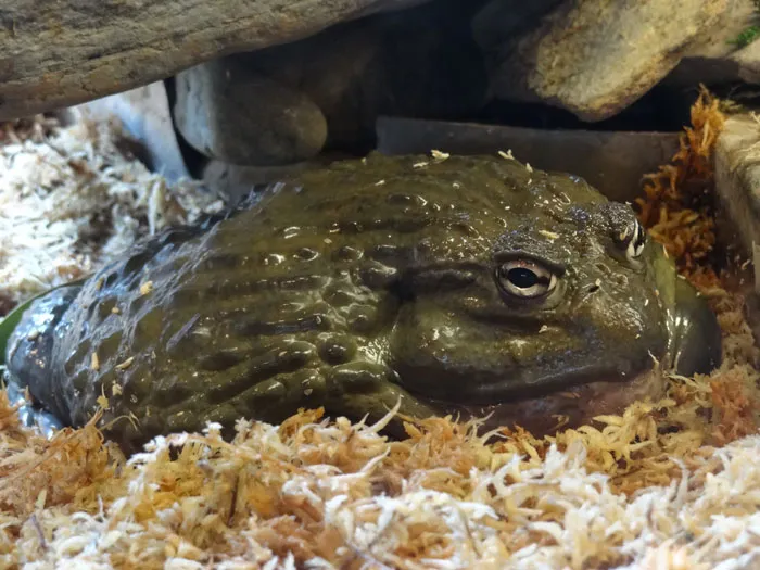 /img/17476-african-bullfrog-habitat.webp