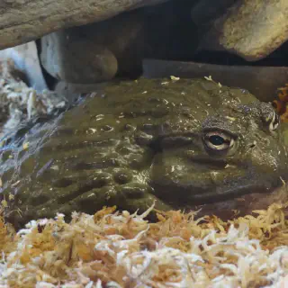 /img/17476-african-bullfrog-habitat.webp