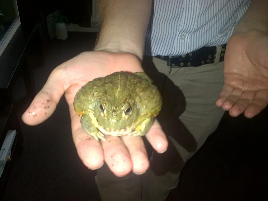 17476 african bullfrog size