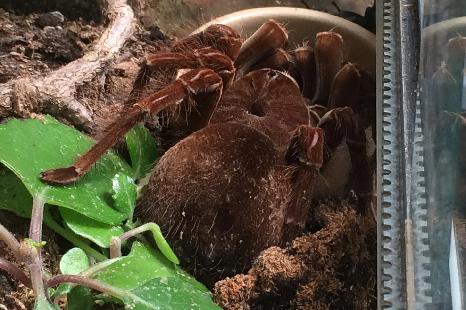 17477 pet tarantula