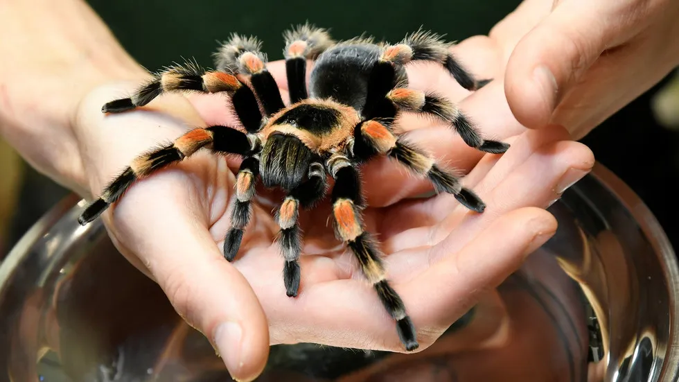 17477 tarantula bite treatment
