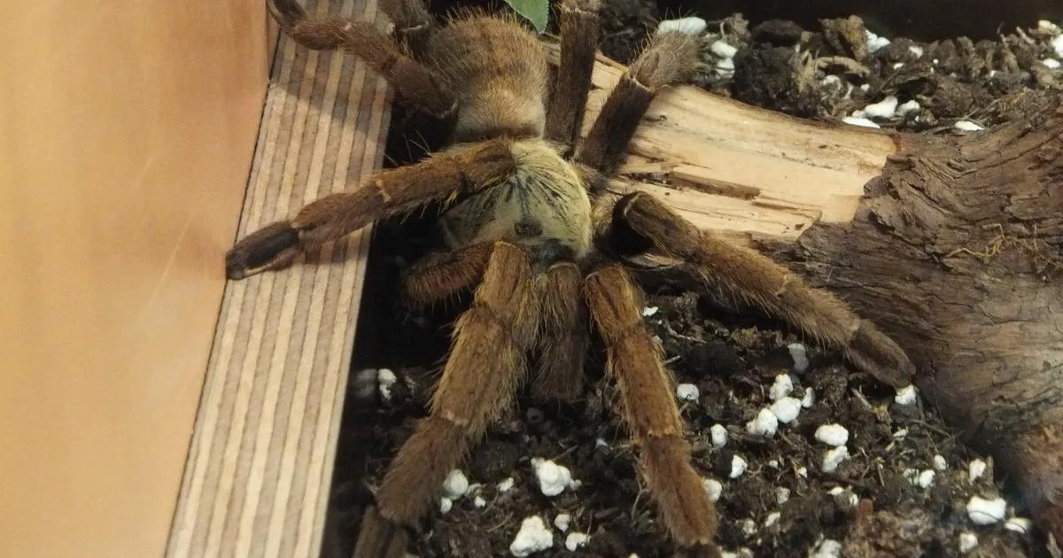 /img/17477-tarantula-evolution.webp