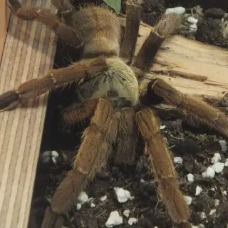 /img/17477-tarantula-evolution.webp