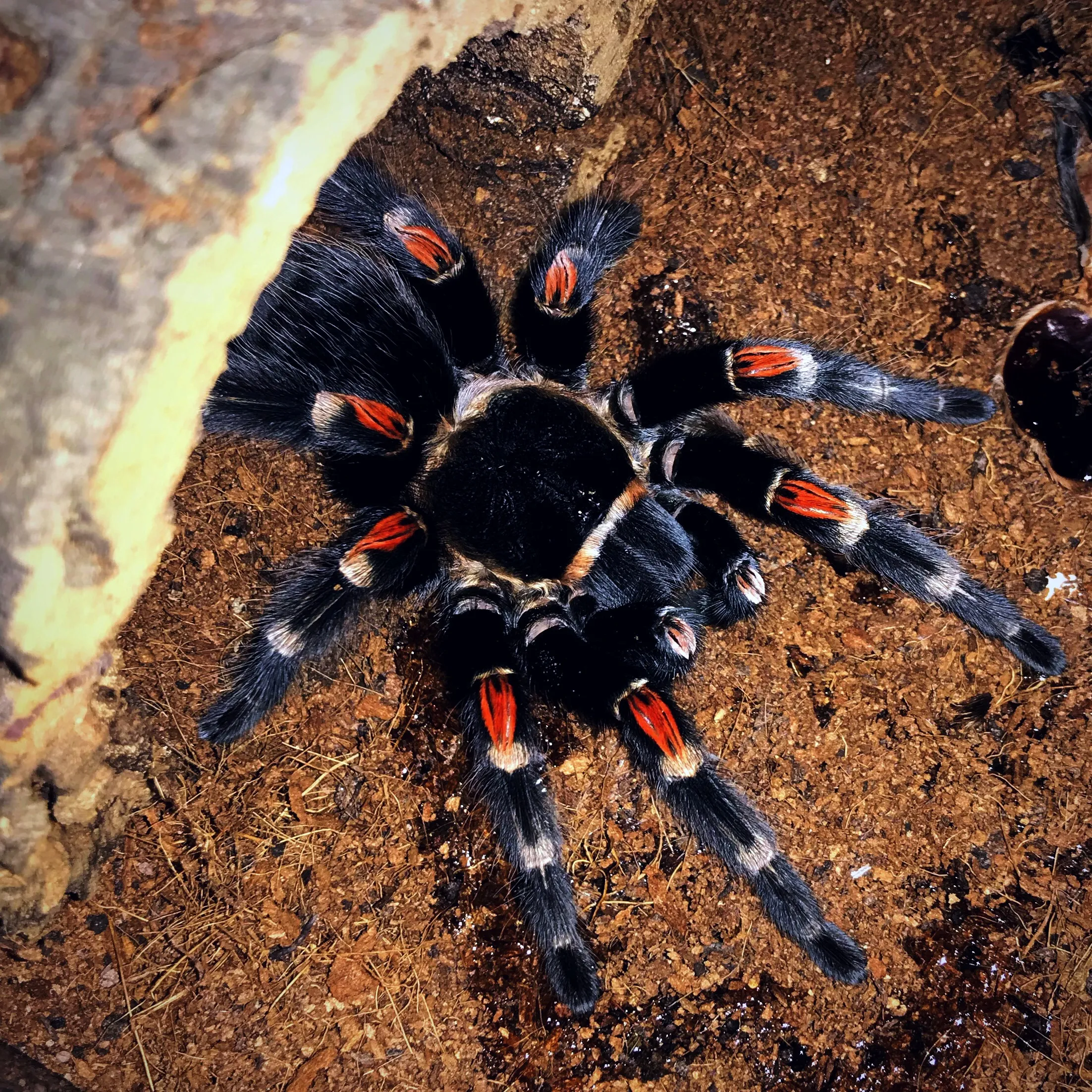 17477 tarantula venom composition