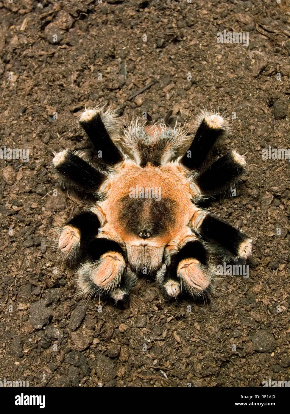 17478 tarantula allergy