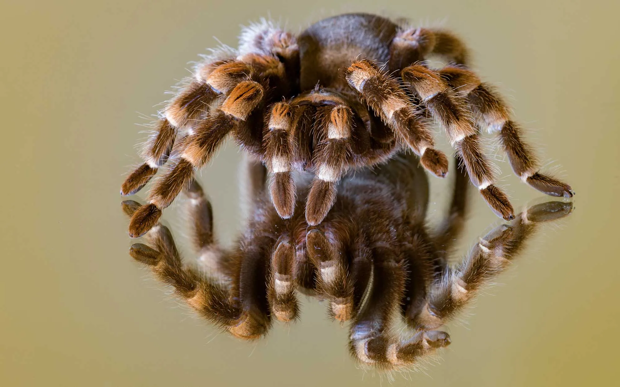 17478 tarantula defenses
