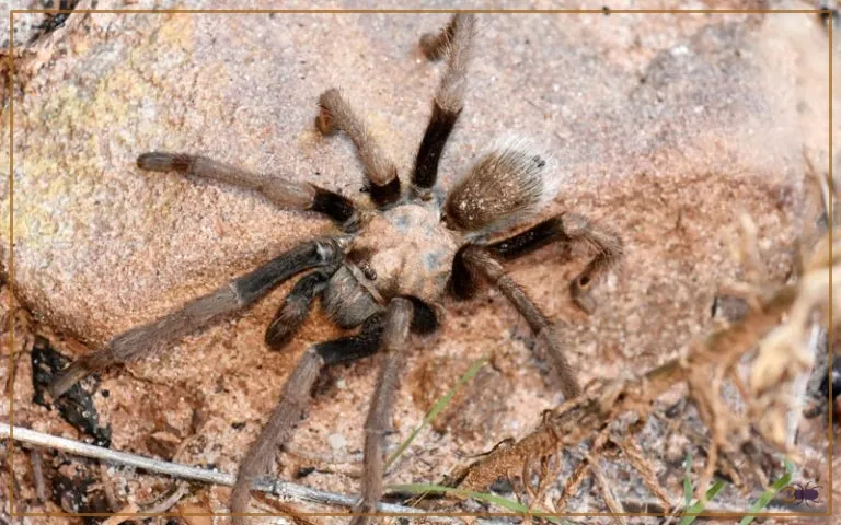 17478 tarantula habitat