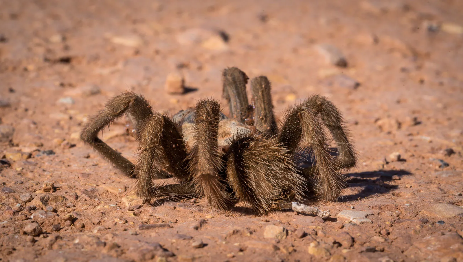 /img/17478-tarantula-species.webp