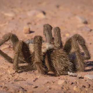 /img/17478-tarantula-species.webp