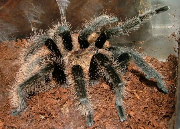 17479 curly hair tarantula color