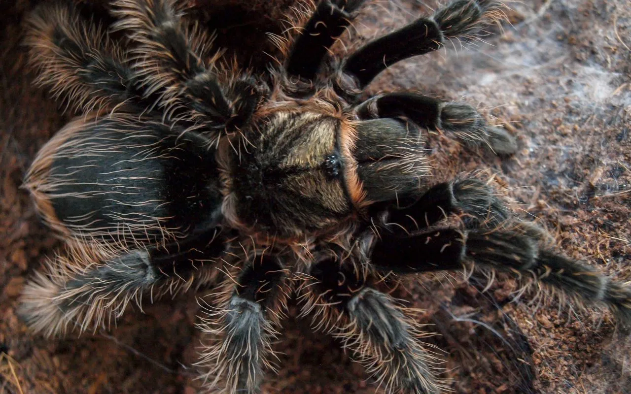17479 curly hair tarantula handling