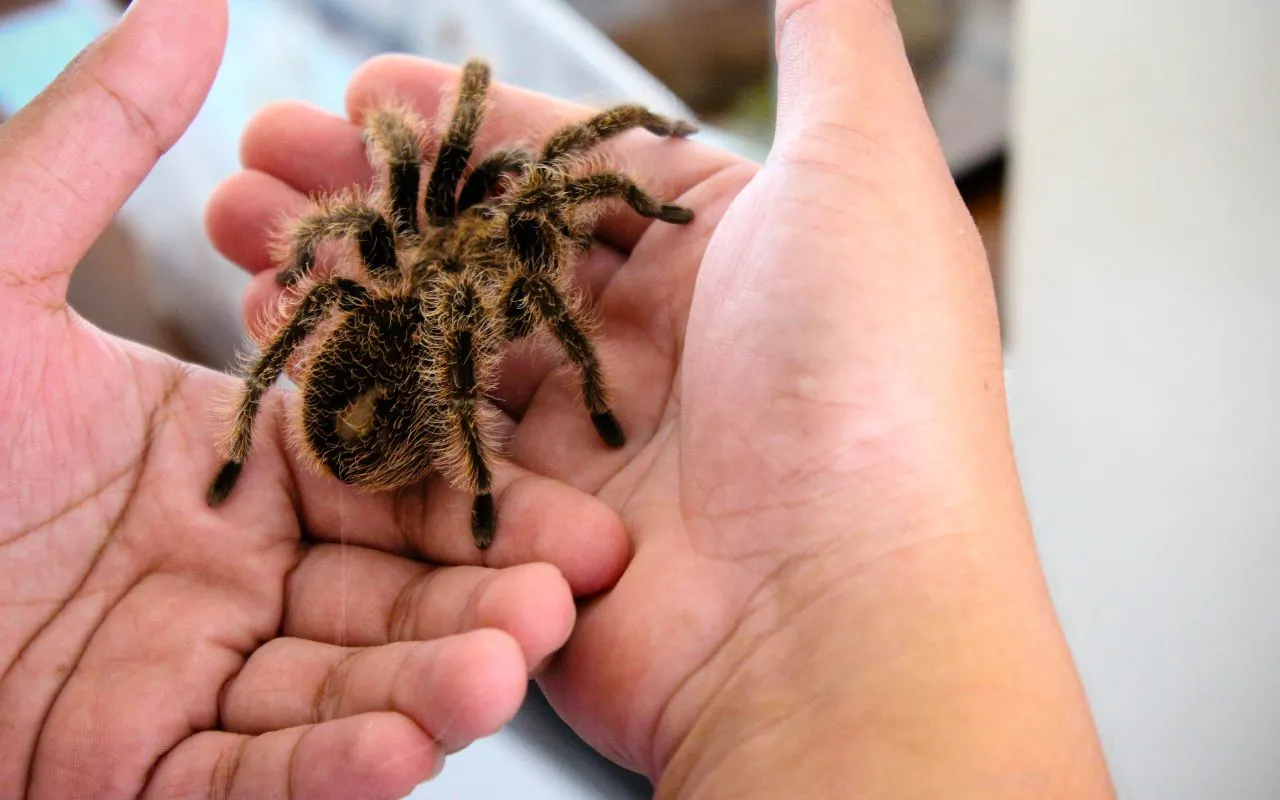 /img/17479-curly-hair-tarantula-reproduction.webp