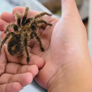 /img/17479-curly-hair-tarantula-reproduction.webp