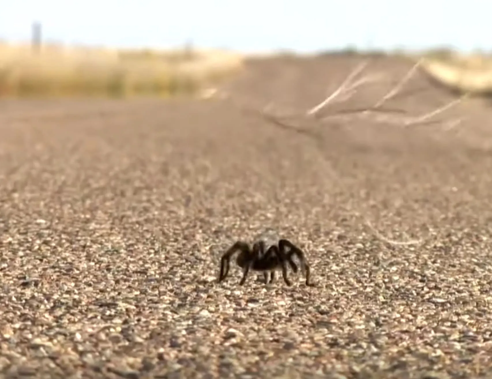 17482 observing tarantulas