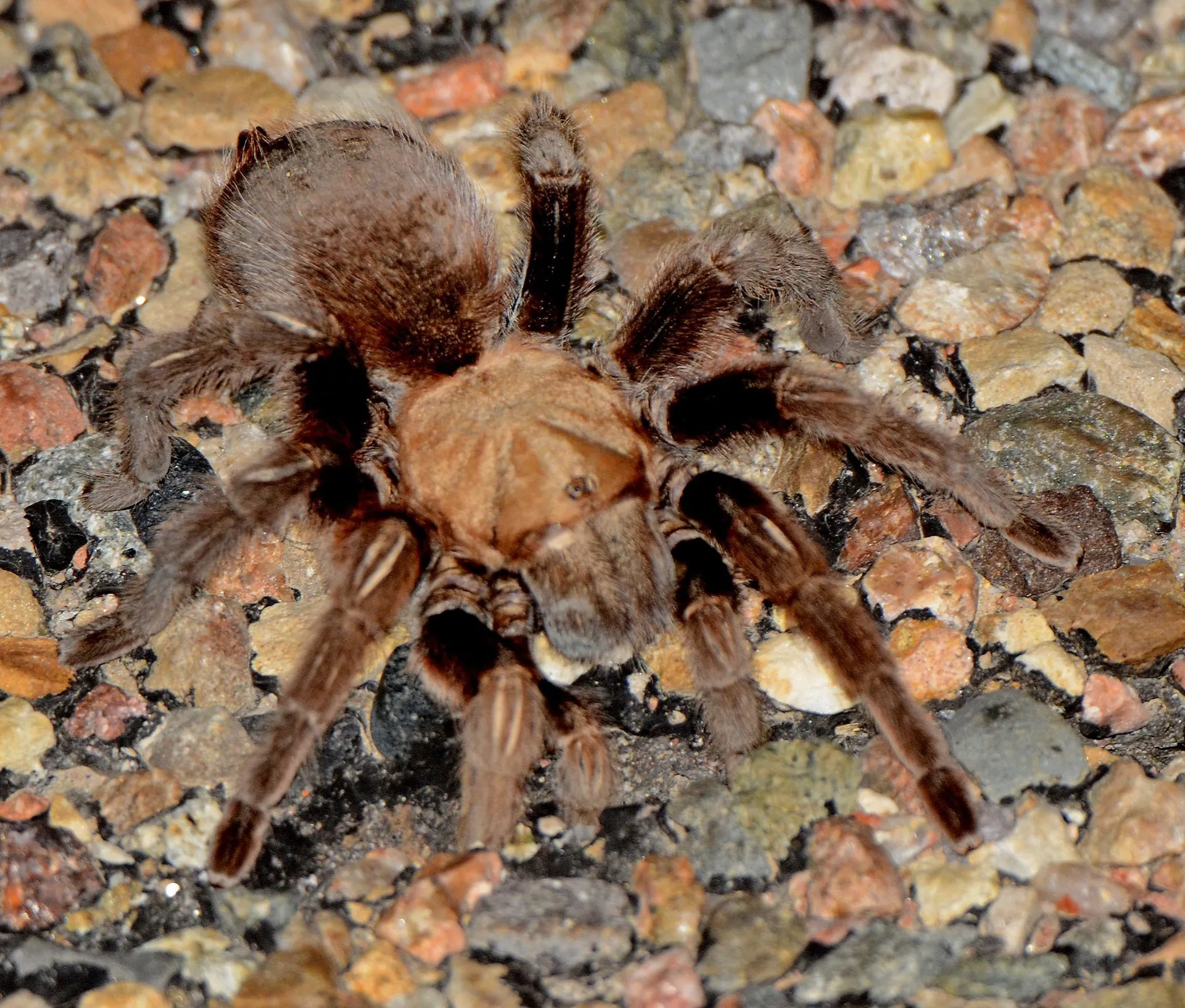 17482 tarantula behavior