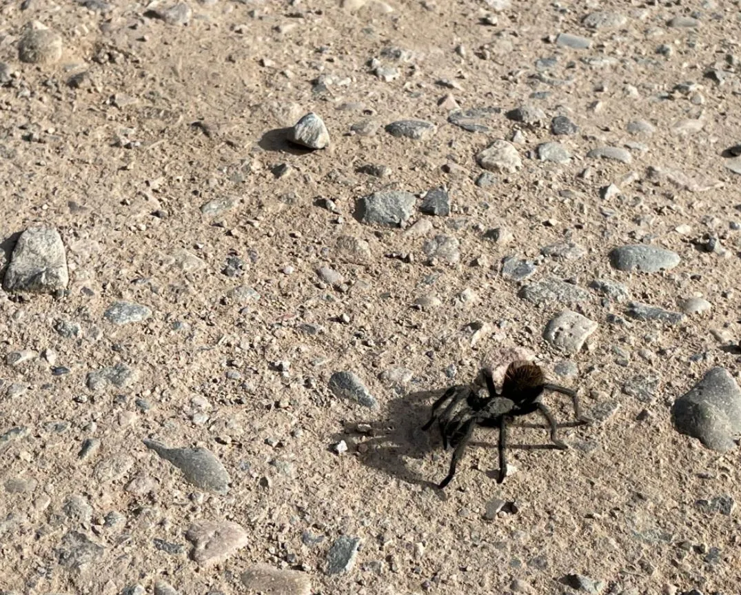 17482 tarantula conservation