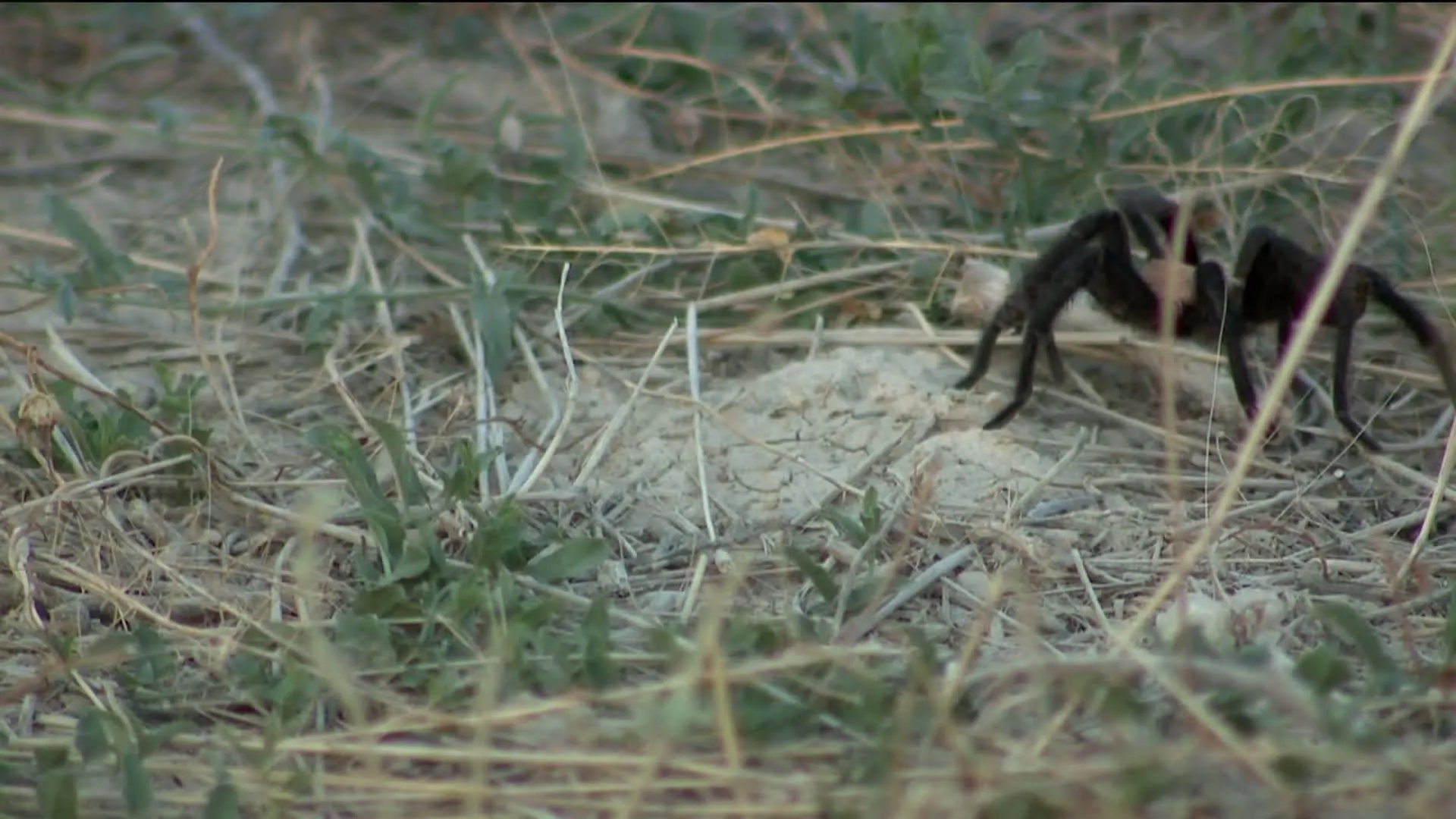 /img/17482-tarantula-migration-2.webp