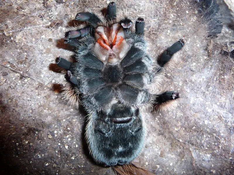 17483 tarantula exoskeleton