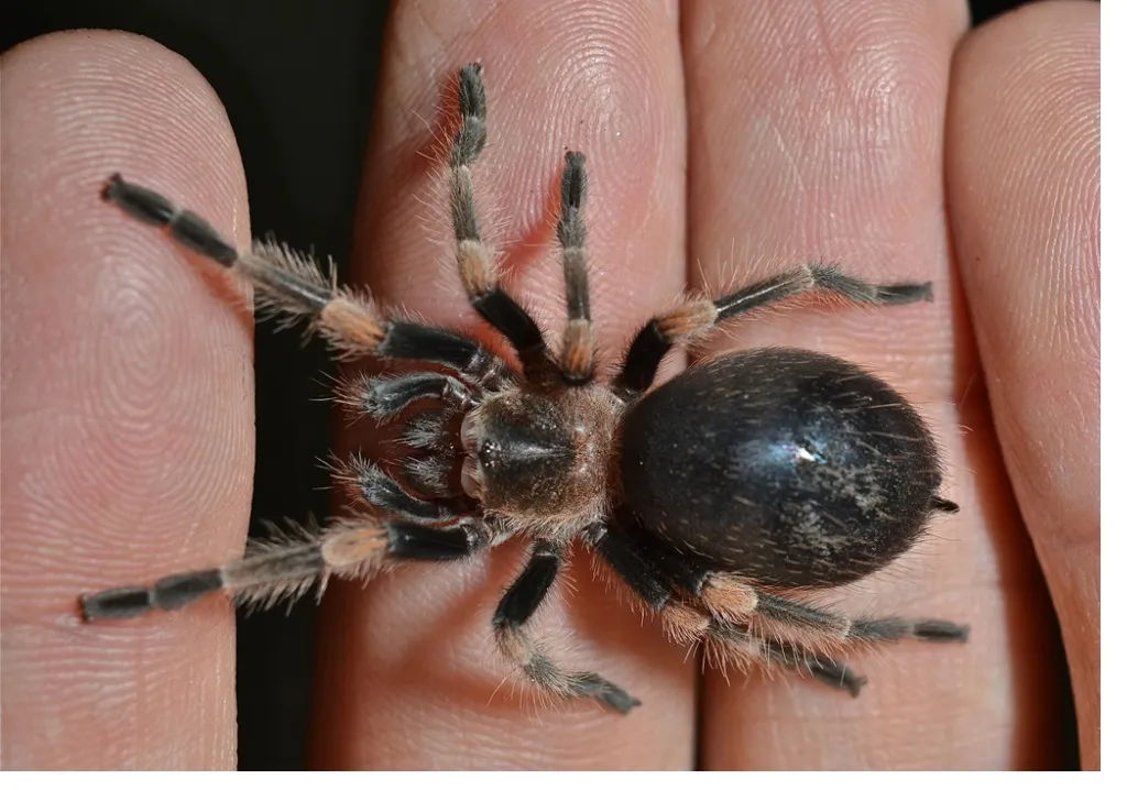 /img/17483-tarantula-feeding.webp