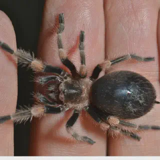 /img/17483-tarantula-feeding.webp