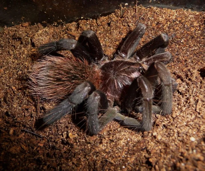 17483 tarantula preparing to molt