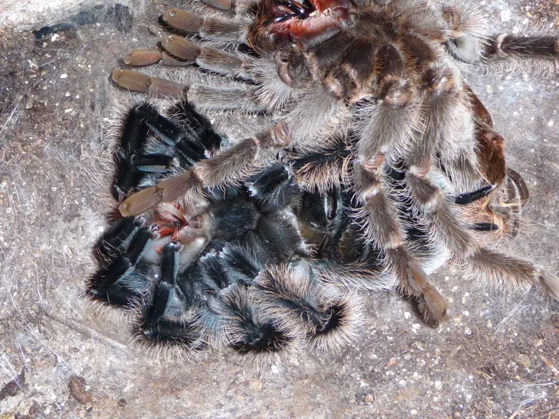 17483 tarantula upside down