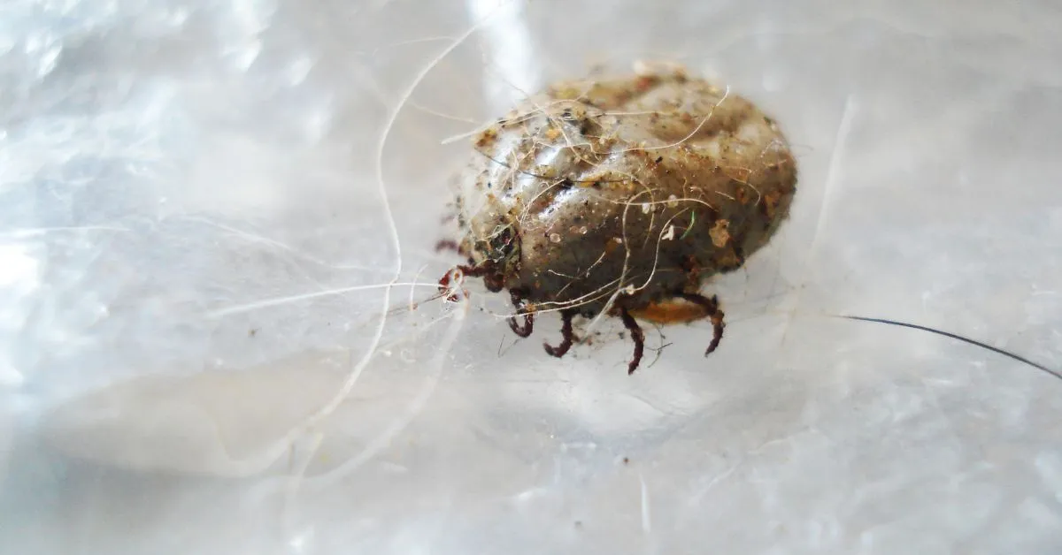17488 identifying tarantula mites