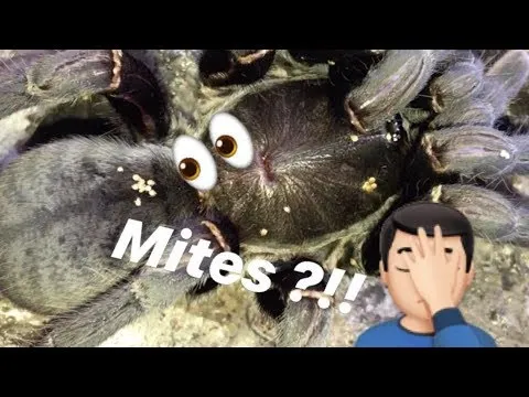 17488 tarantula mite infestation