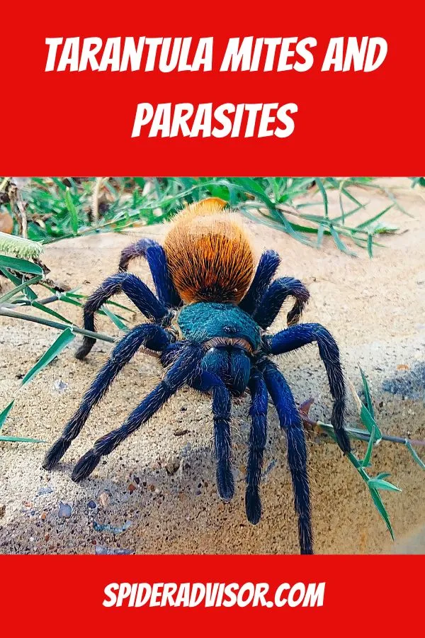 17488 tarantula substrate replacement