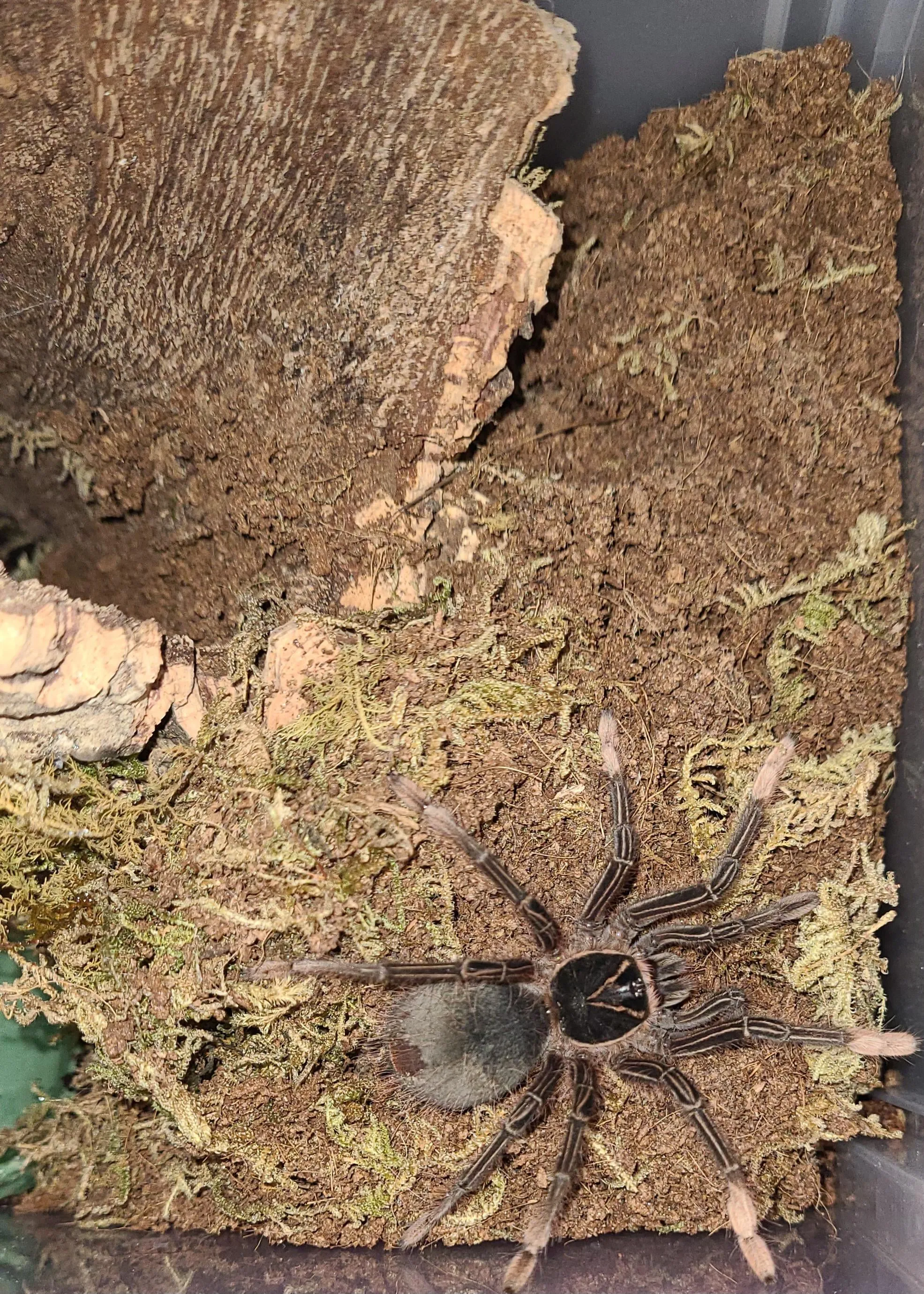 17489 tarantula before molt