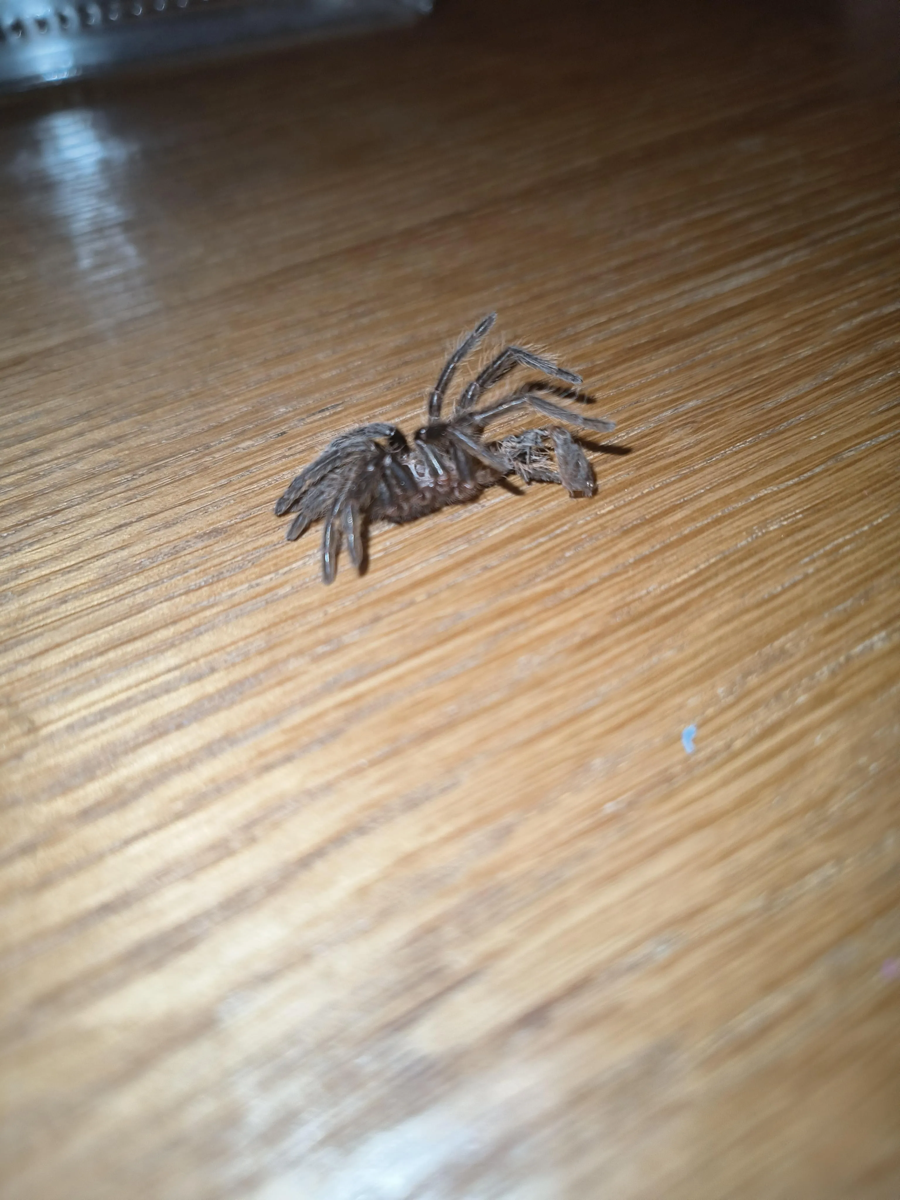 17489 tarantula molting environment